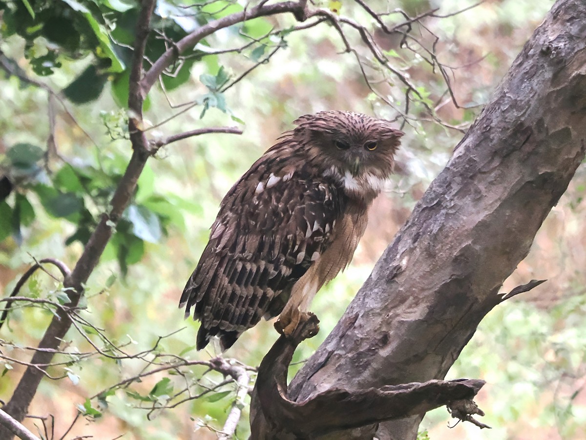 Brown Fish-Owl - ML625691777