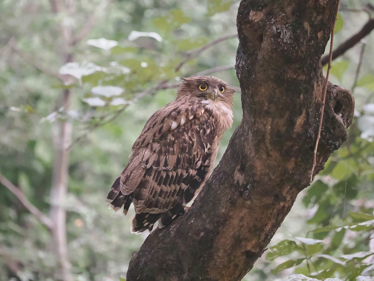 Brown Fish-Owl - ML625691778