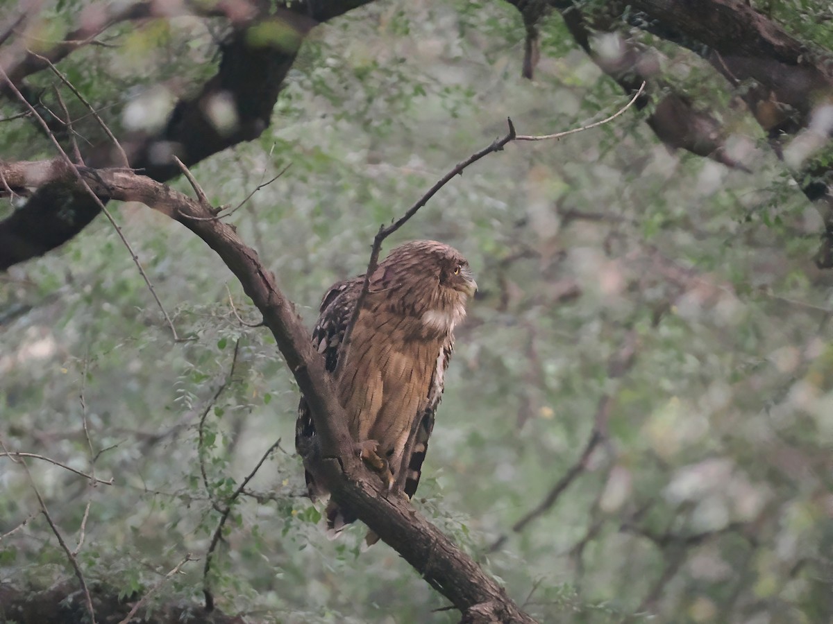 Brown Fish-Owl - ML625691780