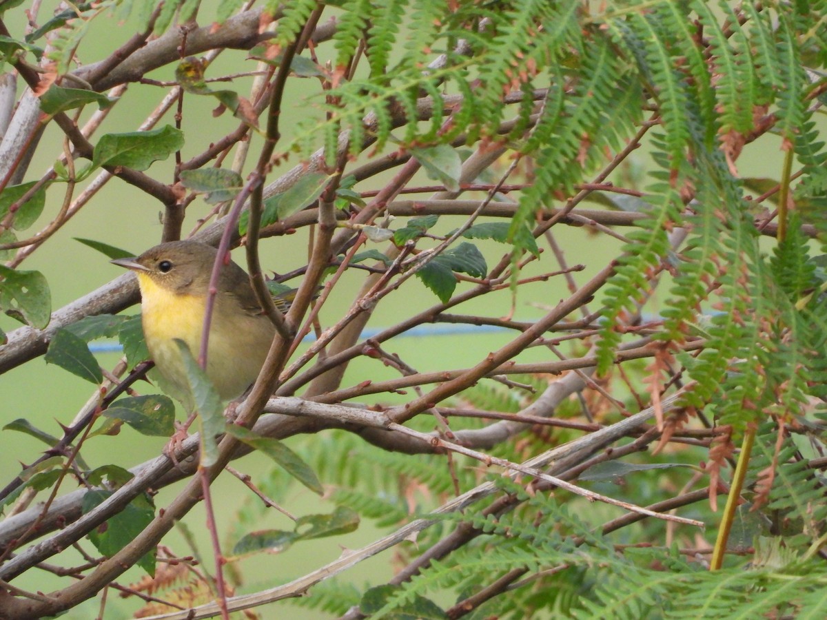 Common Yellowthroat - Jon Iratzagorria Garay