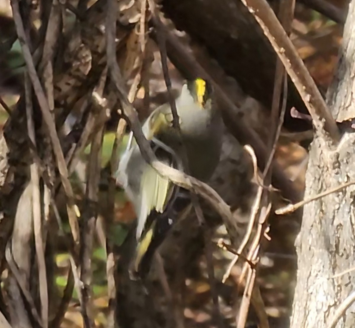 Golden-crowned Kinglet - ML625692164