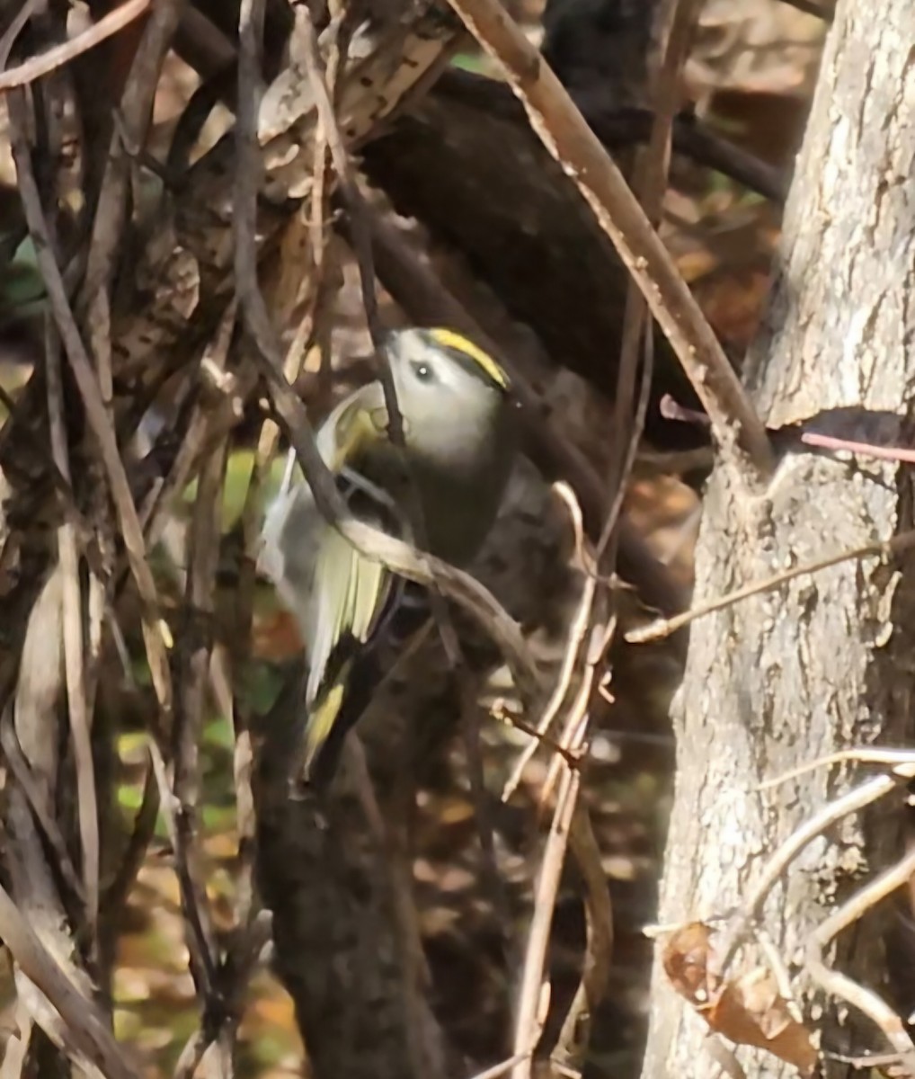 Golden-crowned Kinglet - ML625692165