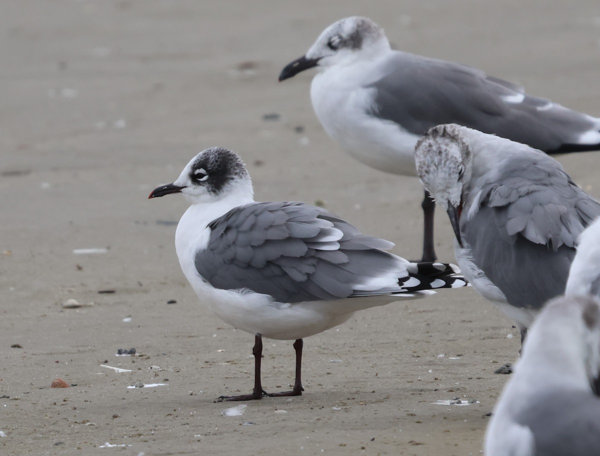 Franklin's Gull - ML625692194