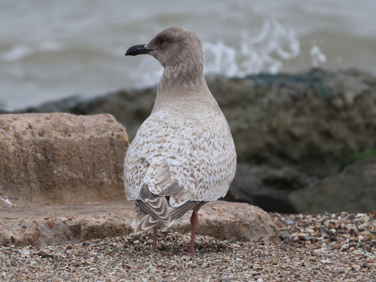 Iceland Gull - ML625692217