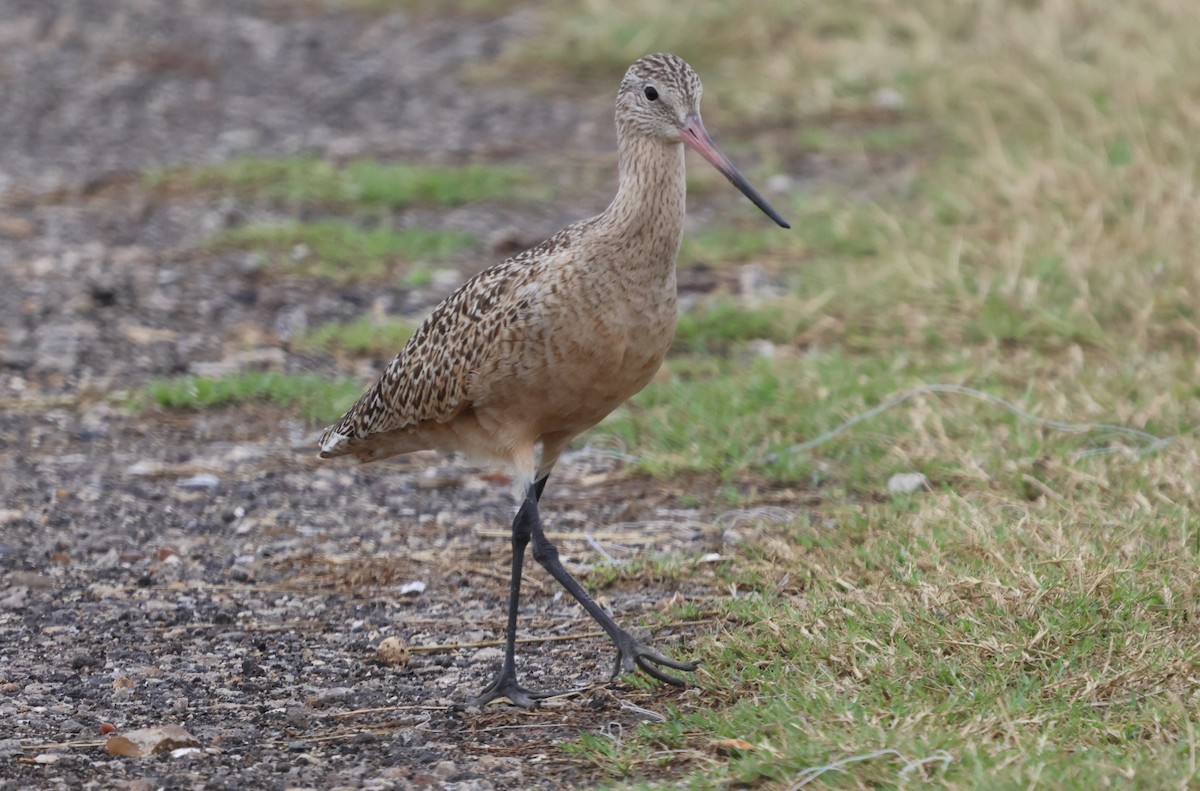 Marbled Godwit - ML625692248
