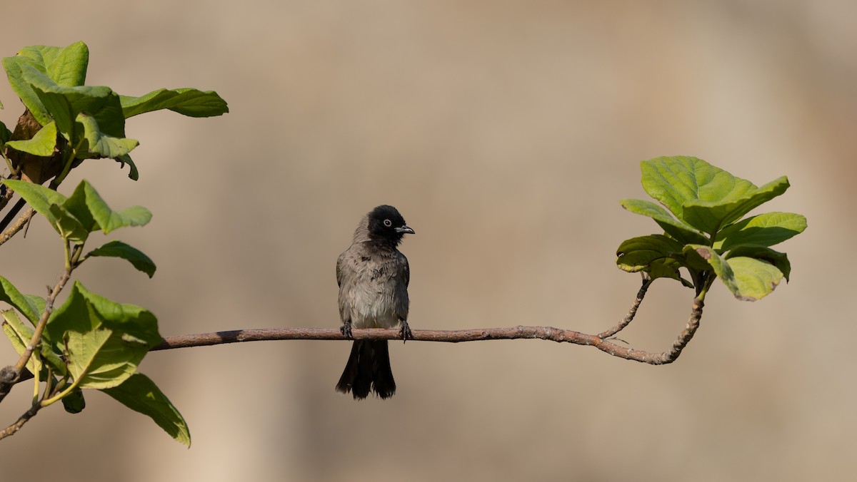 White-spectacled Bulbul - ML625692357