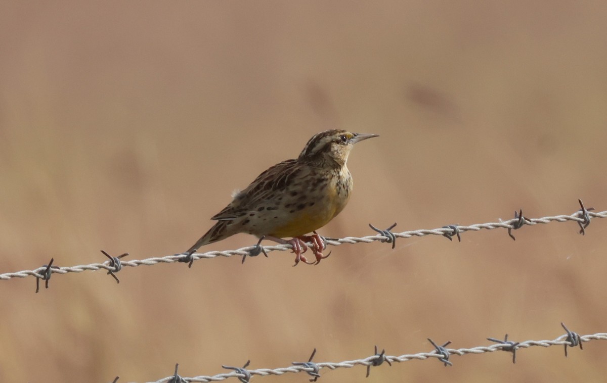 Western Meadowlark - ML625692558