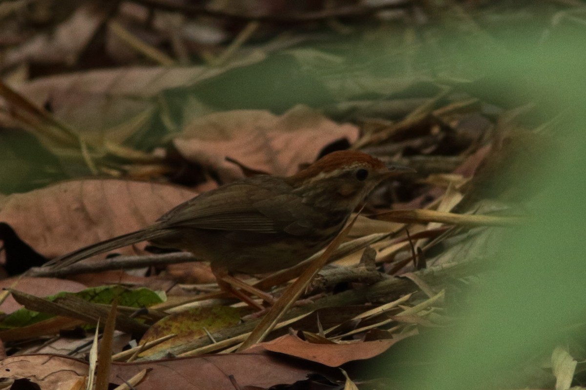 Puff-throated Babbler - ML625692662