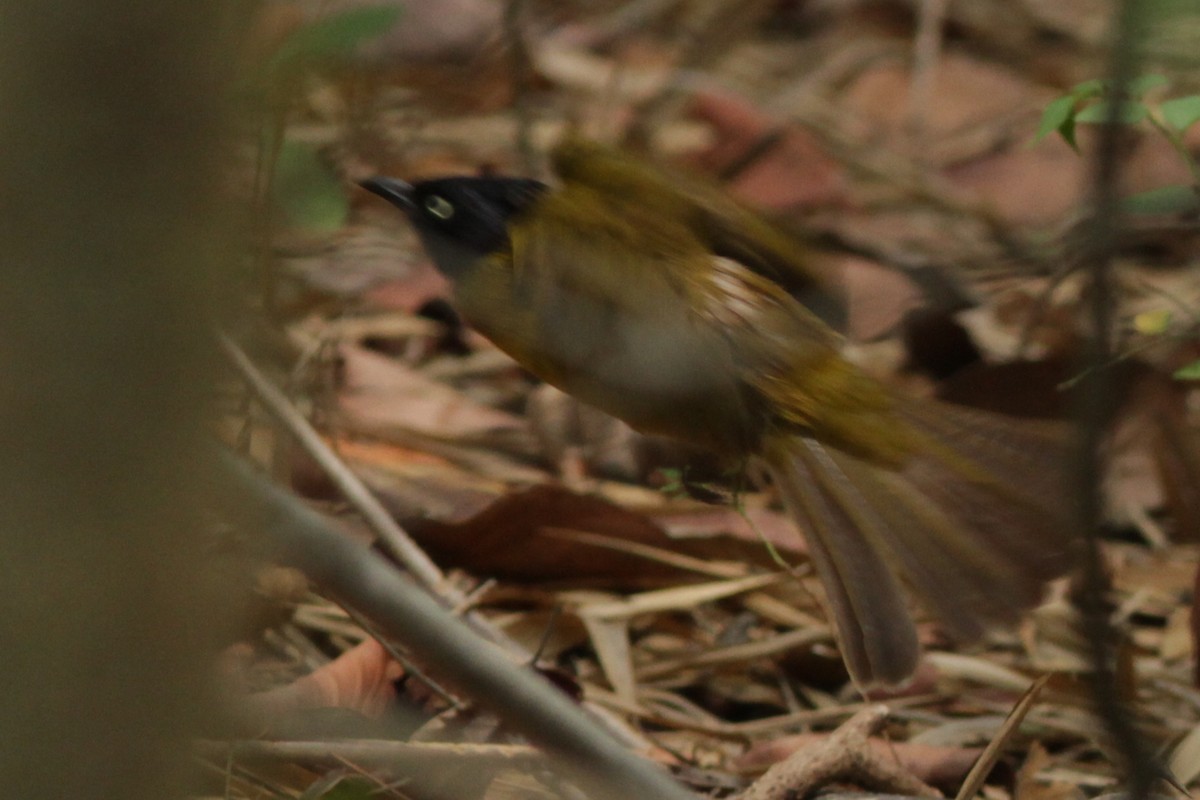 Black-crested Bulbul - ML625692667