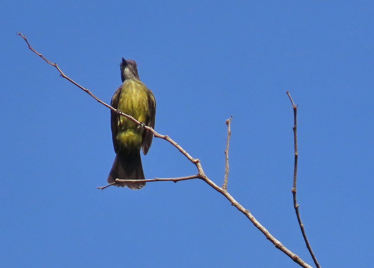 Dusky-chested Flycatcher - ML625692995