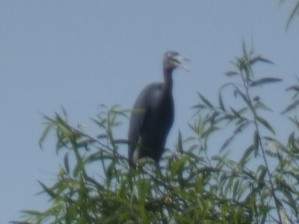 Little Blue Heron - ML625693011
