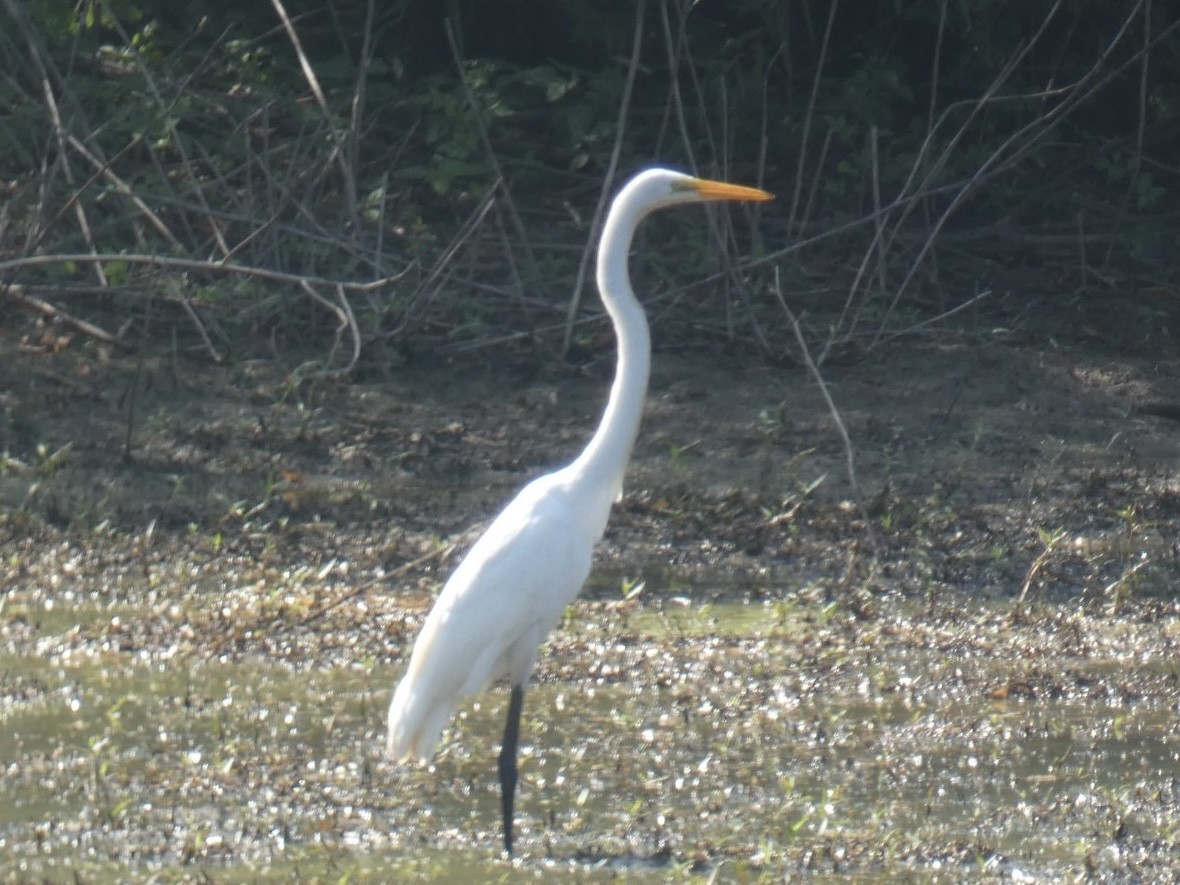 Great Egret - ML625693012