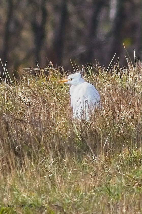 Western Cattle-Egret - ML625693136