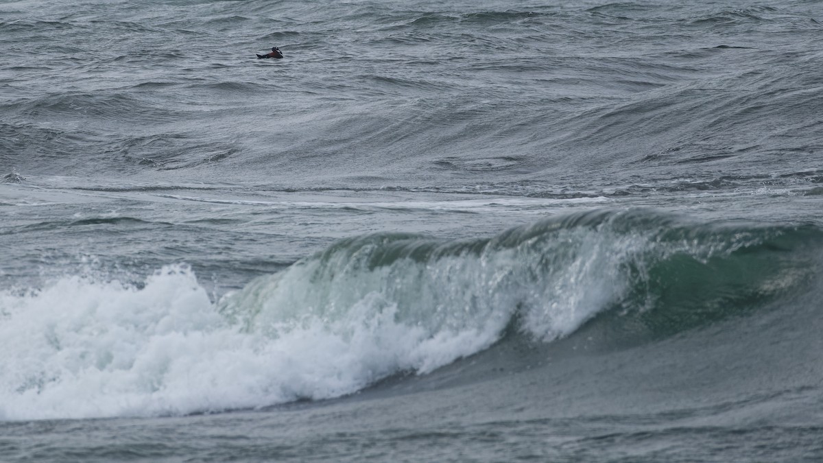 Harlequin Duck - ML625693385