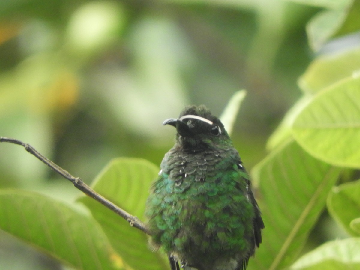 Green-crowned Brilliant - ML625693581