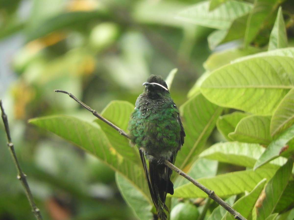 Green-crowned Brilliant - ML625693582
