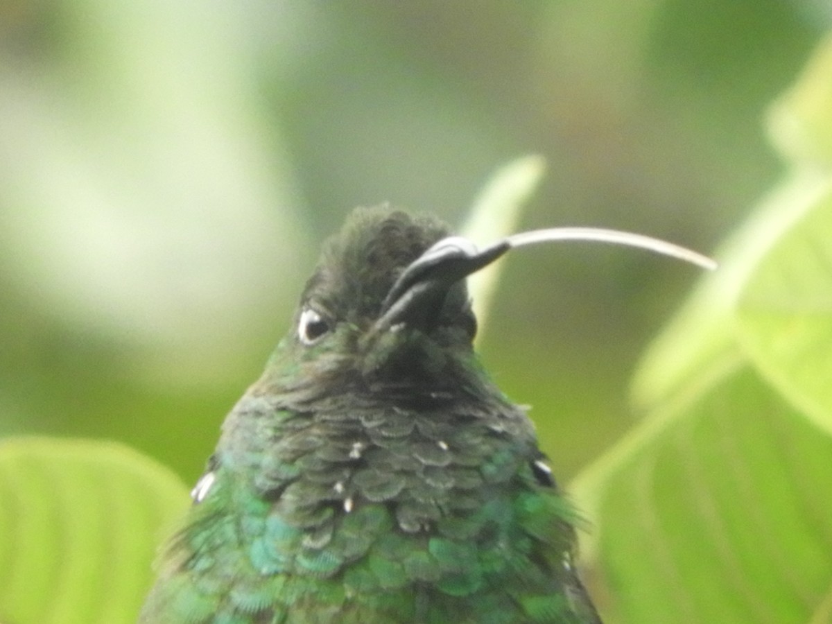 Green-crowned Brilliant - ML625693583