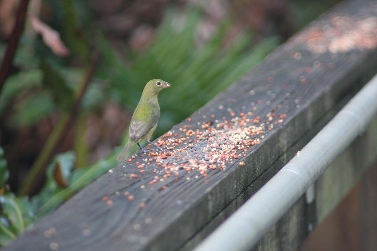 Painted Bunting - ML625693761