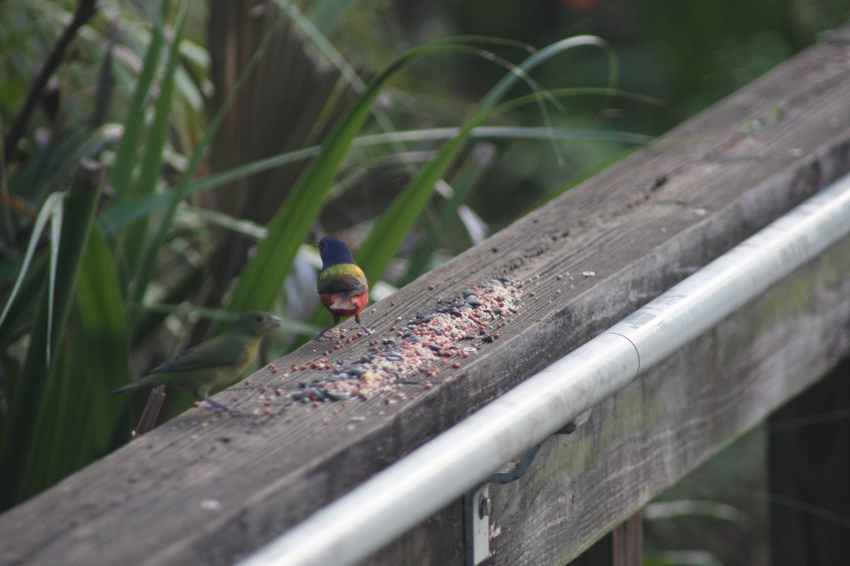 Painted Bunting - ML625693762