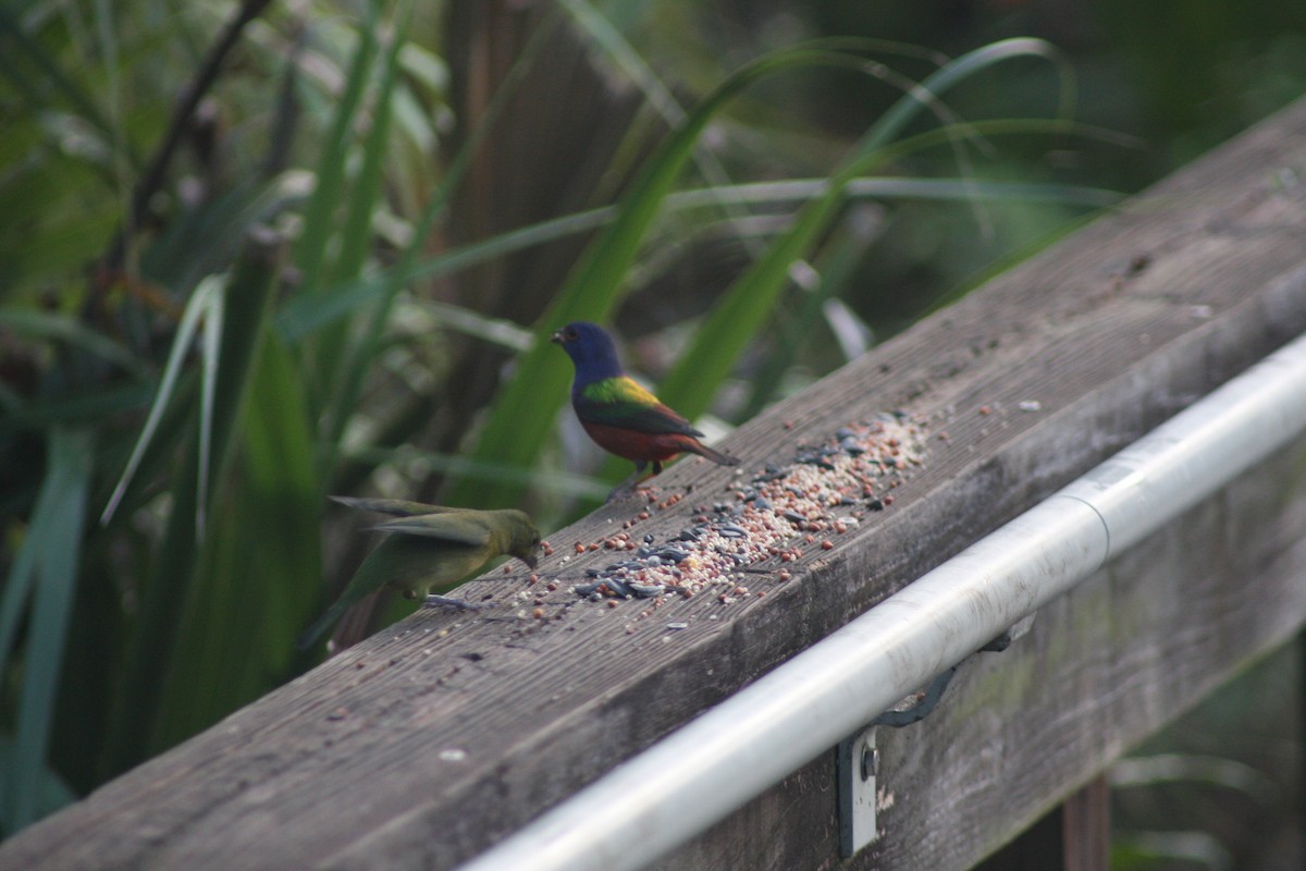 Painted Bunting - ML625693763