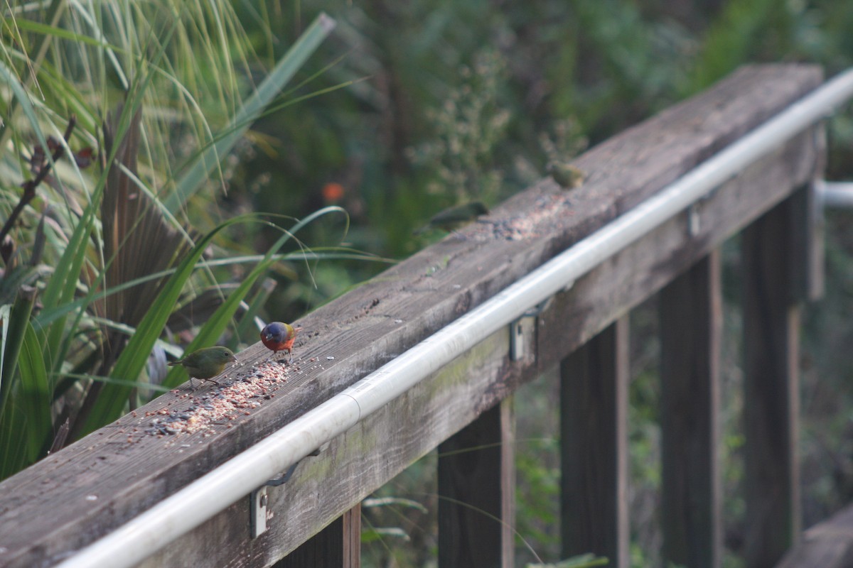 Painted Bunting - ML625693764