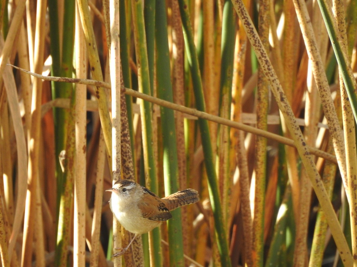 Marsh Wren - ML625694012