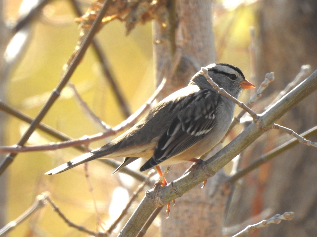 White-crowned Sparrow (Gambel's) - ML625694029