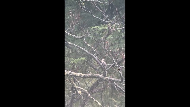 Gray-lined Hawk - ML625694078