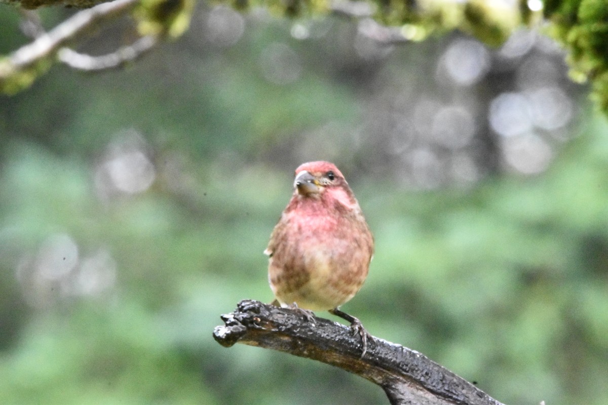 Purple Finch (Western) - ML625694112