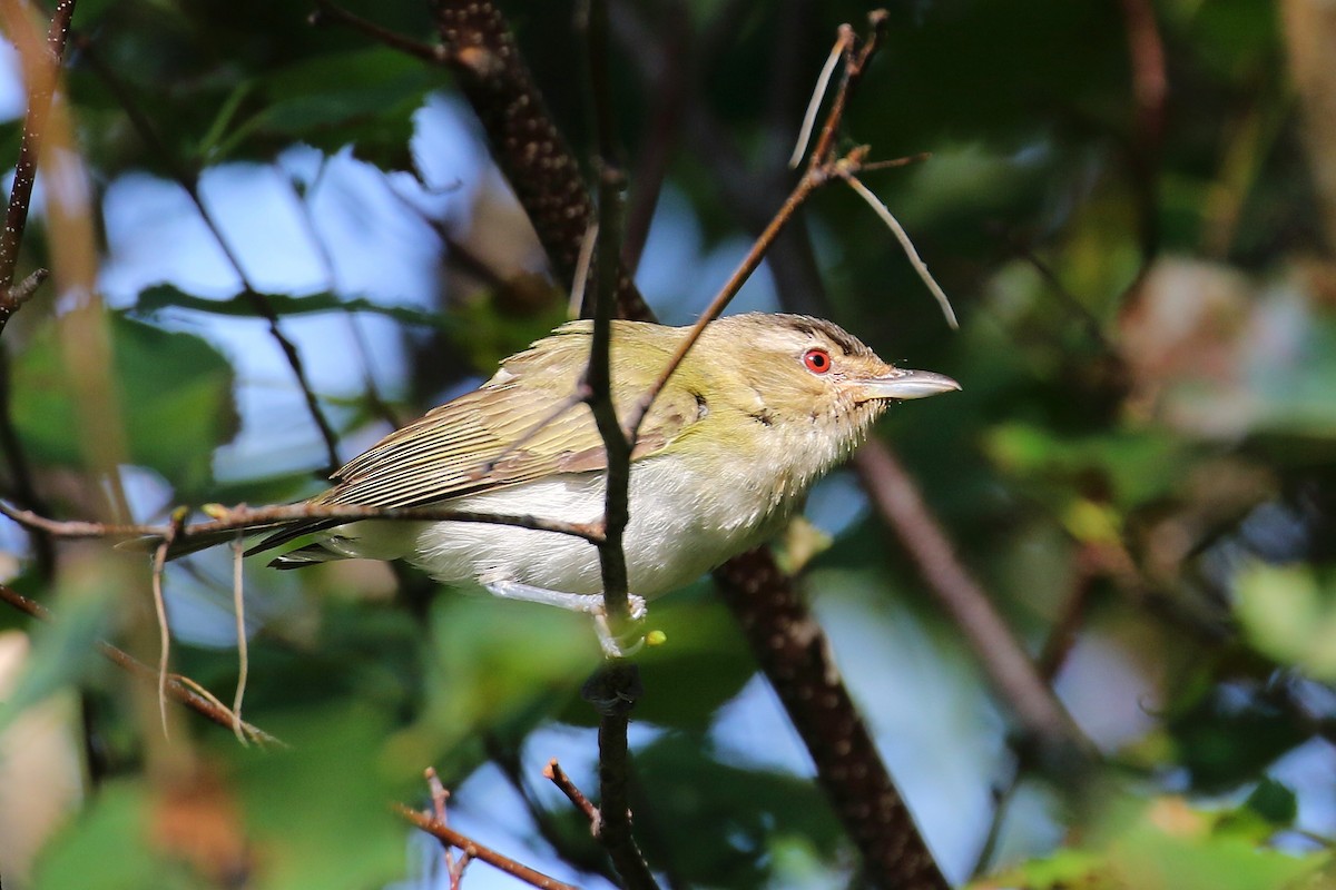 Red-eyed Vireo - ML625694187