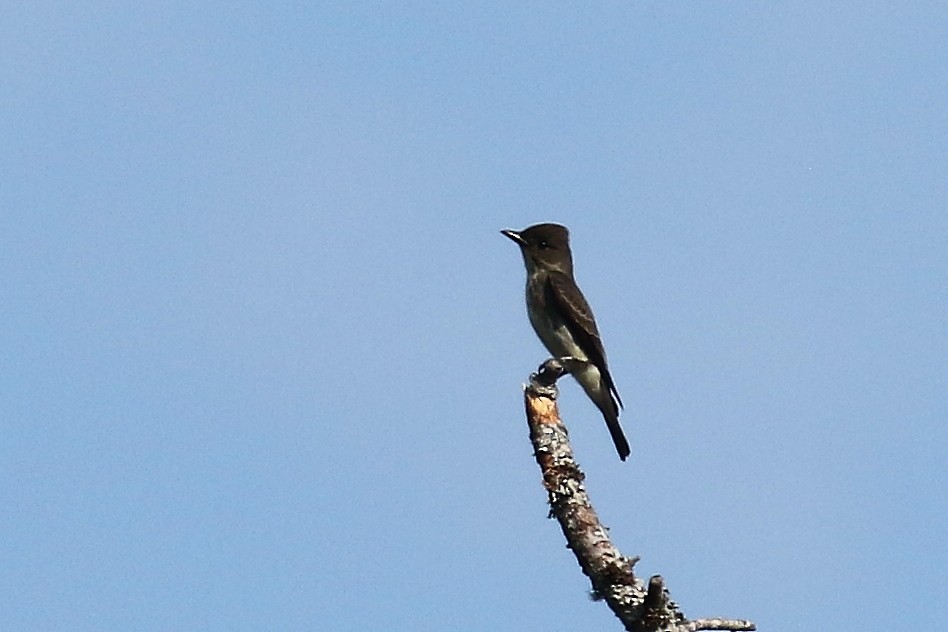 Olive-sided Flycatcher - ML625694207