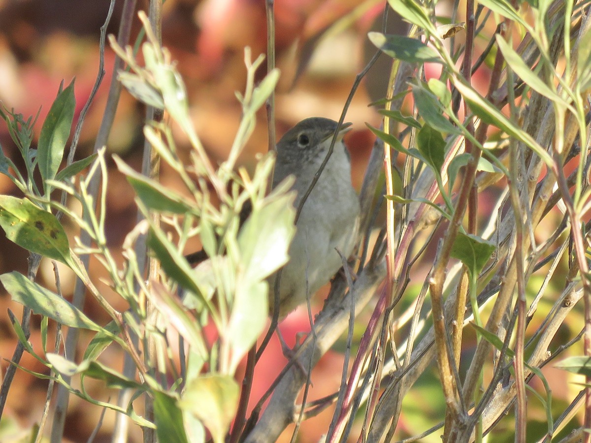 Northern House Wren - ML625694465