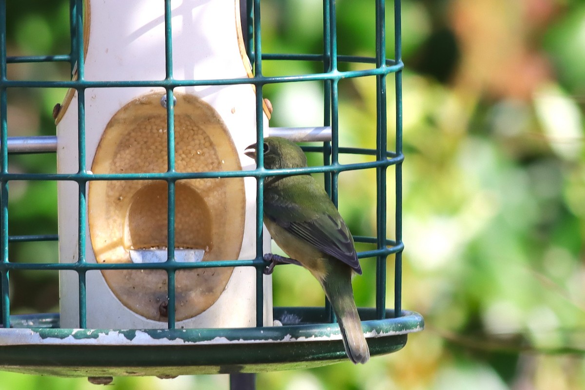 Painted Bunting - ML625694562