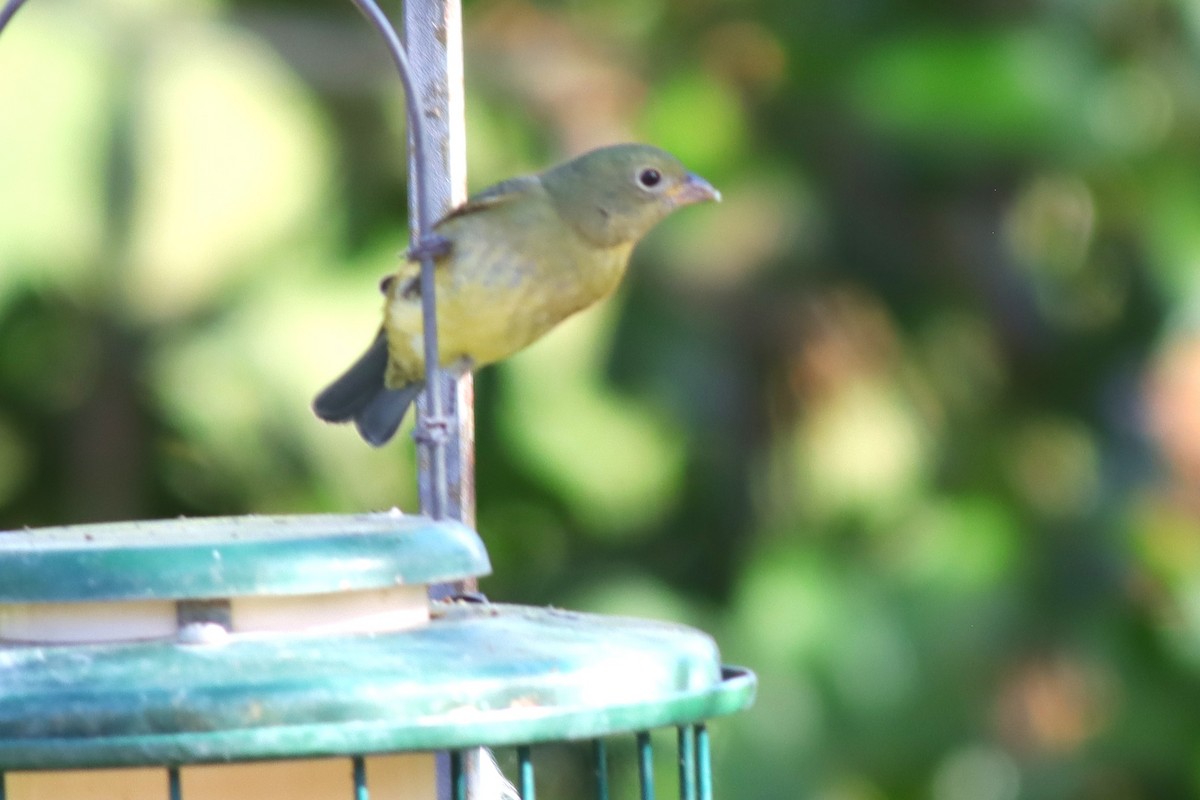 Painted Bunting - ML625694563