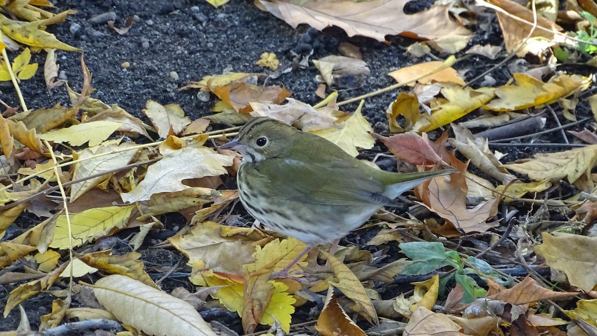 Ovenbird - ML625694597