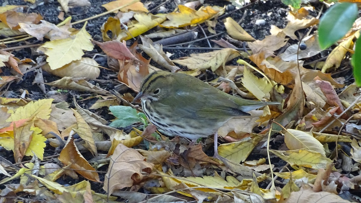 Ovenbird - ML625694598