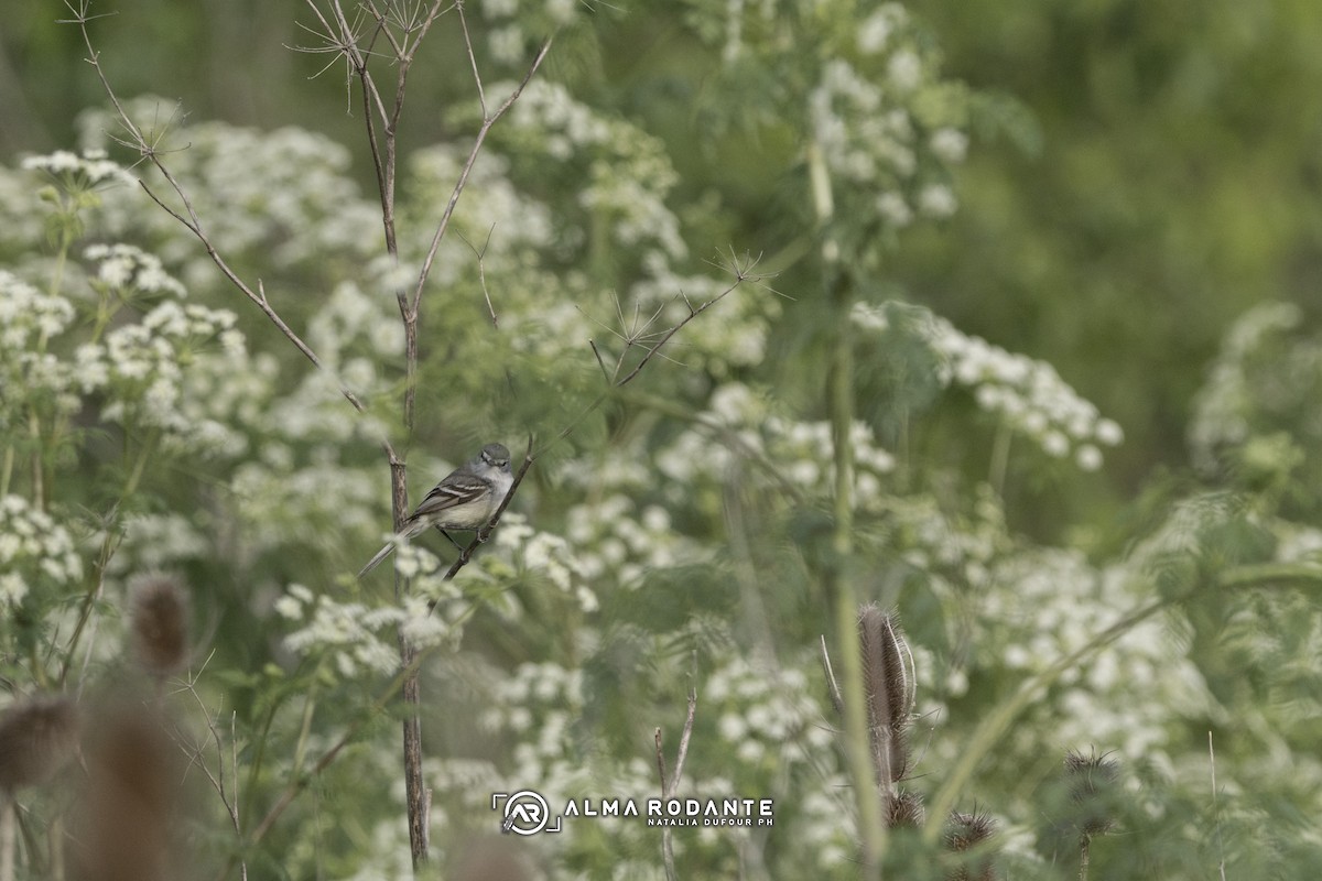 White-crested/Straneck's Tyrannulet - ML625694995