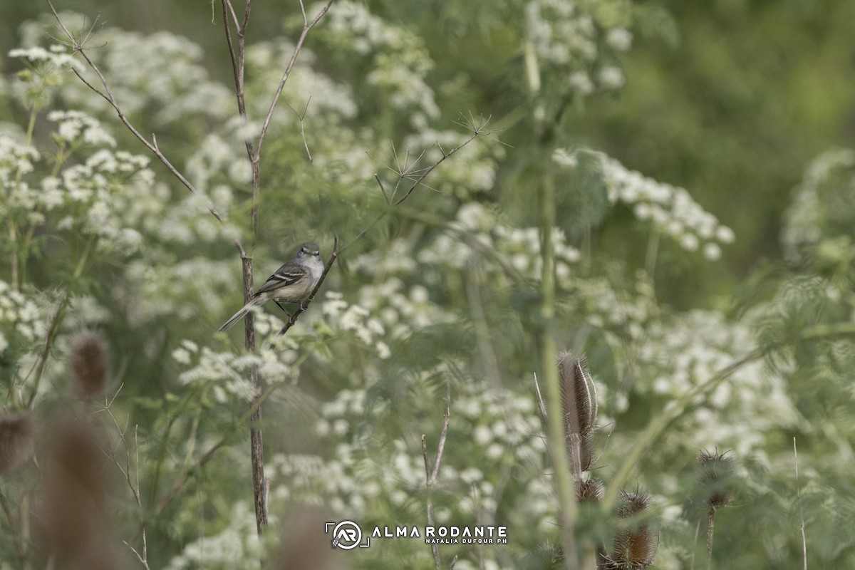 White-crested/Straneck's Tyrannulet - ML625694996