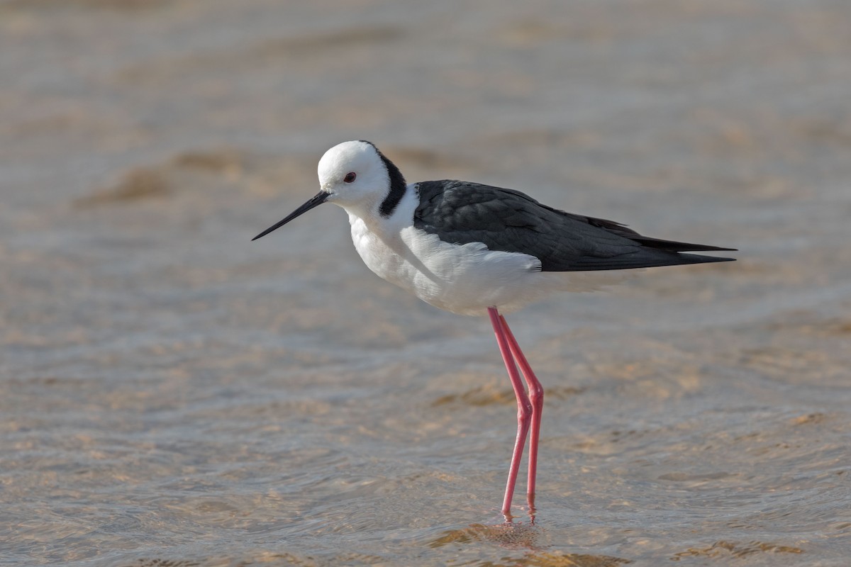 Pied Stilt - ML625695384