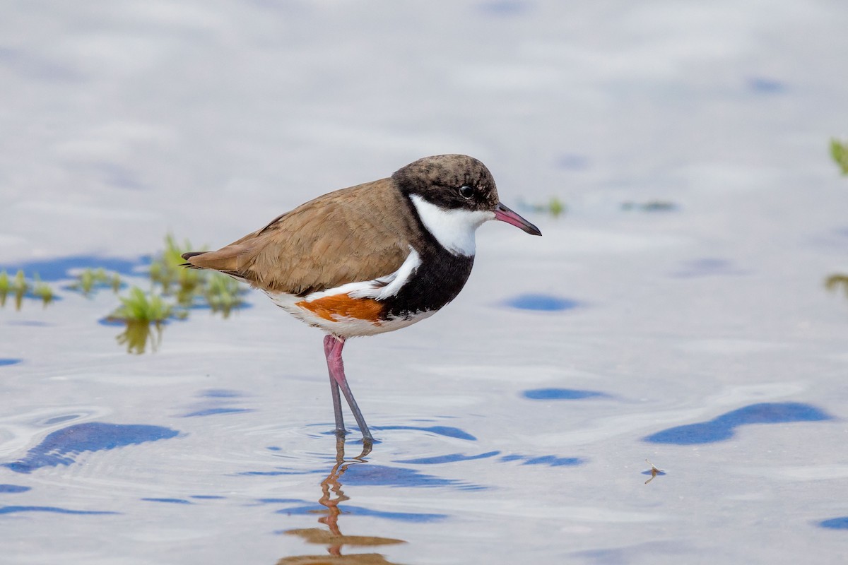 Red-kneed Dotterel - ML625695387