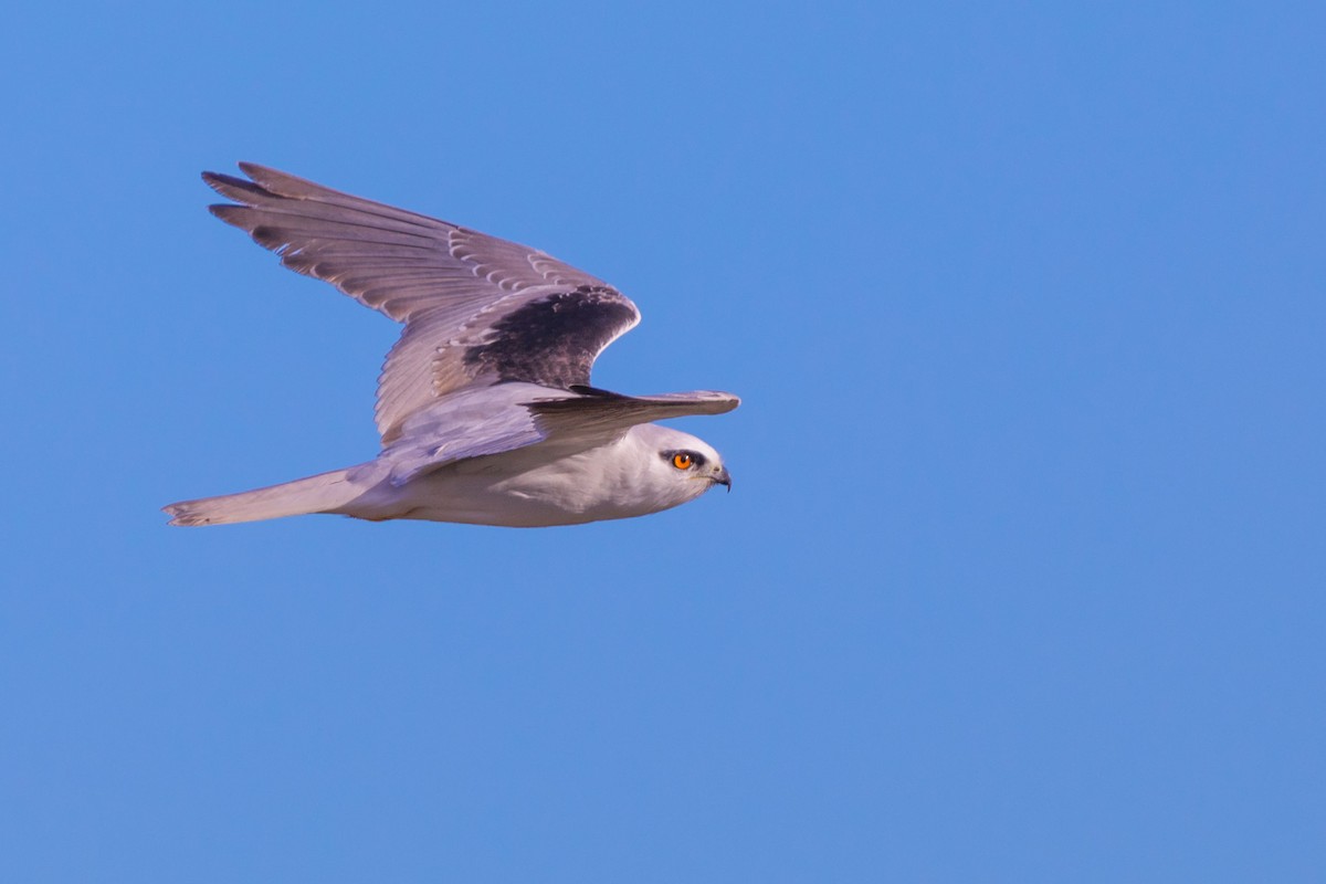 Black-shouldered Kite - ML625695652