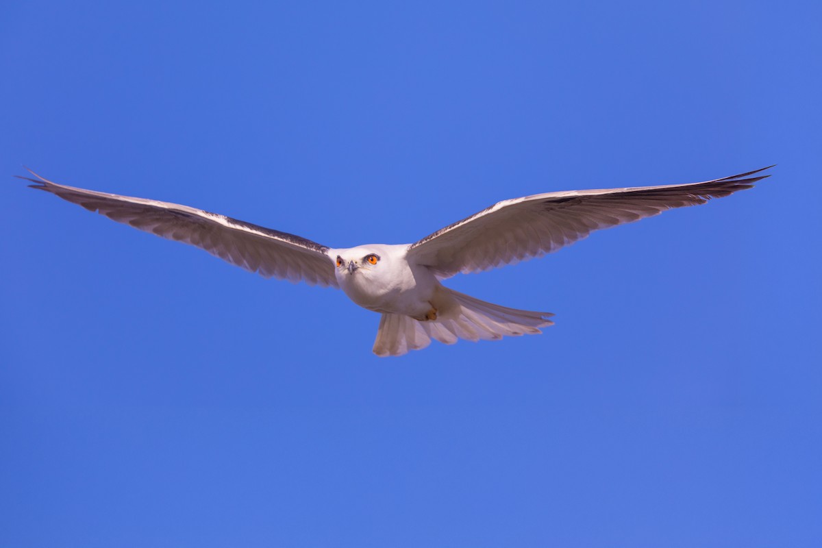 Black-shouldered Kite - ML625695653