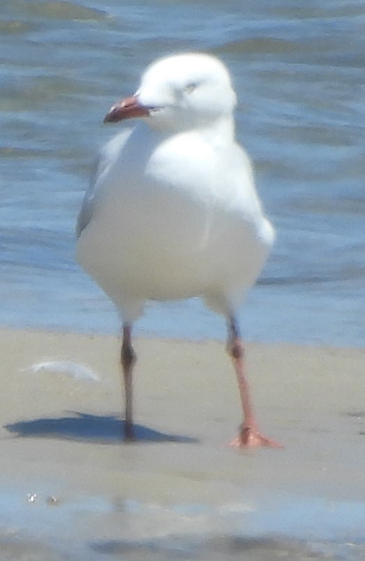 Silver Gull - ML625695712