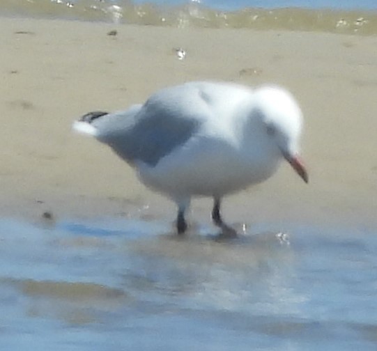 Silver Gull - ML625695713