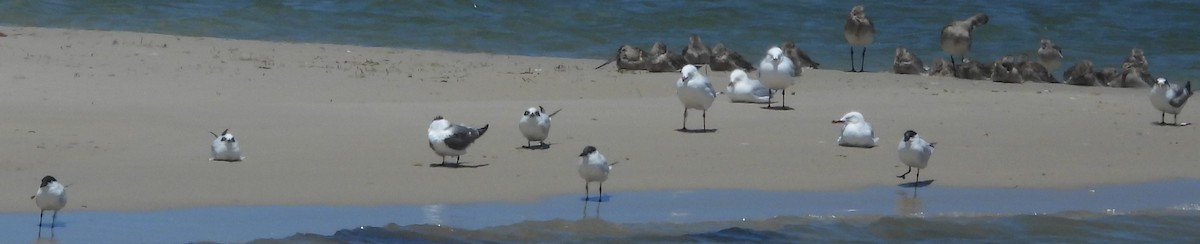 Silver Gull - ML625695714