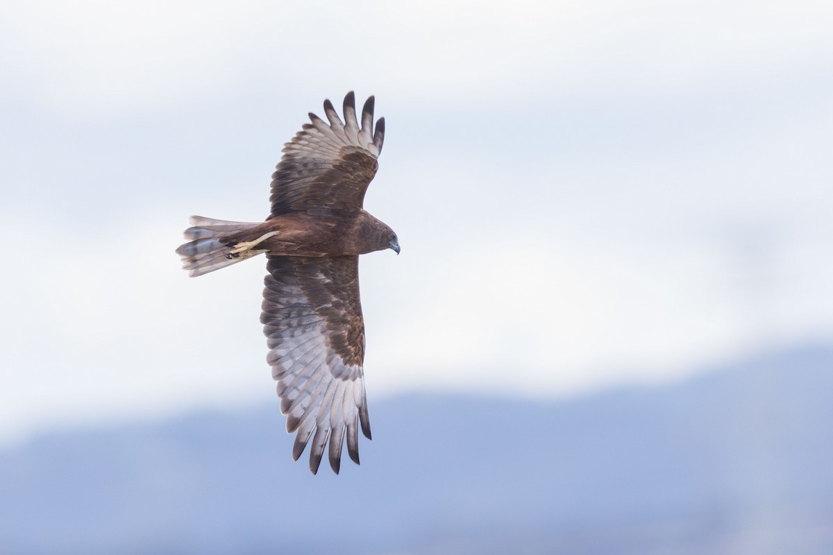 Swamp Harrier - ML625695722