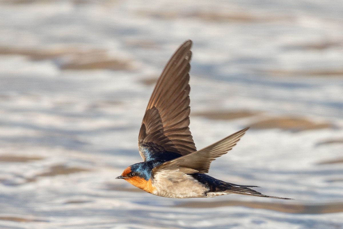 Welcome Swallow - ML625695771