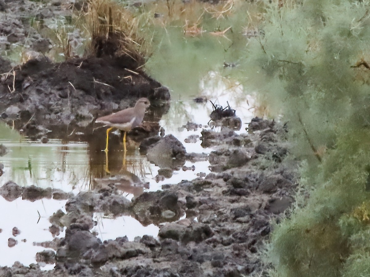 White-tailed Lapwing - ML625696098