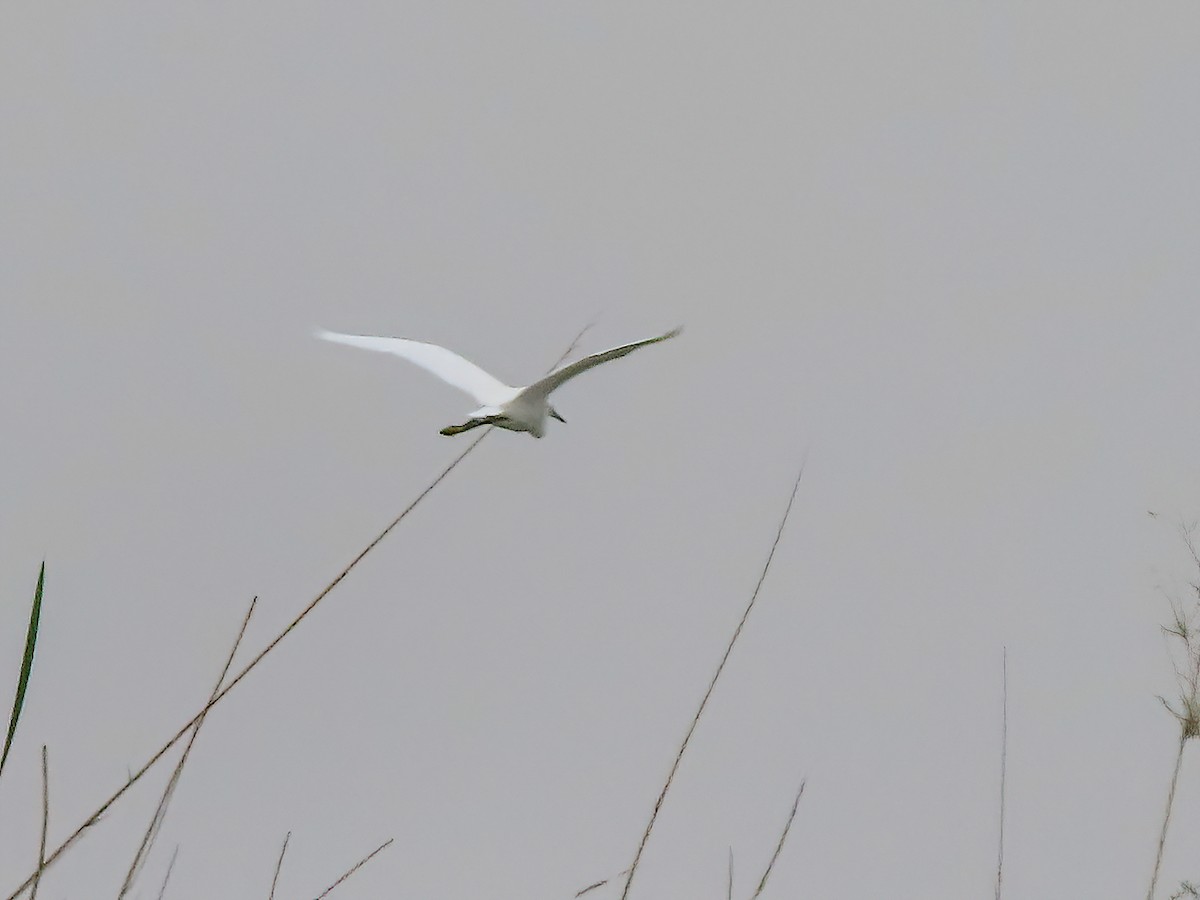 Хурган дэглий - ML625696112