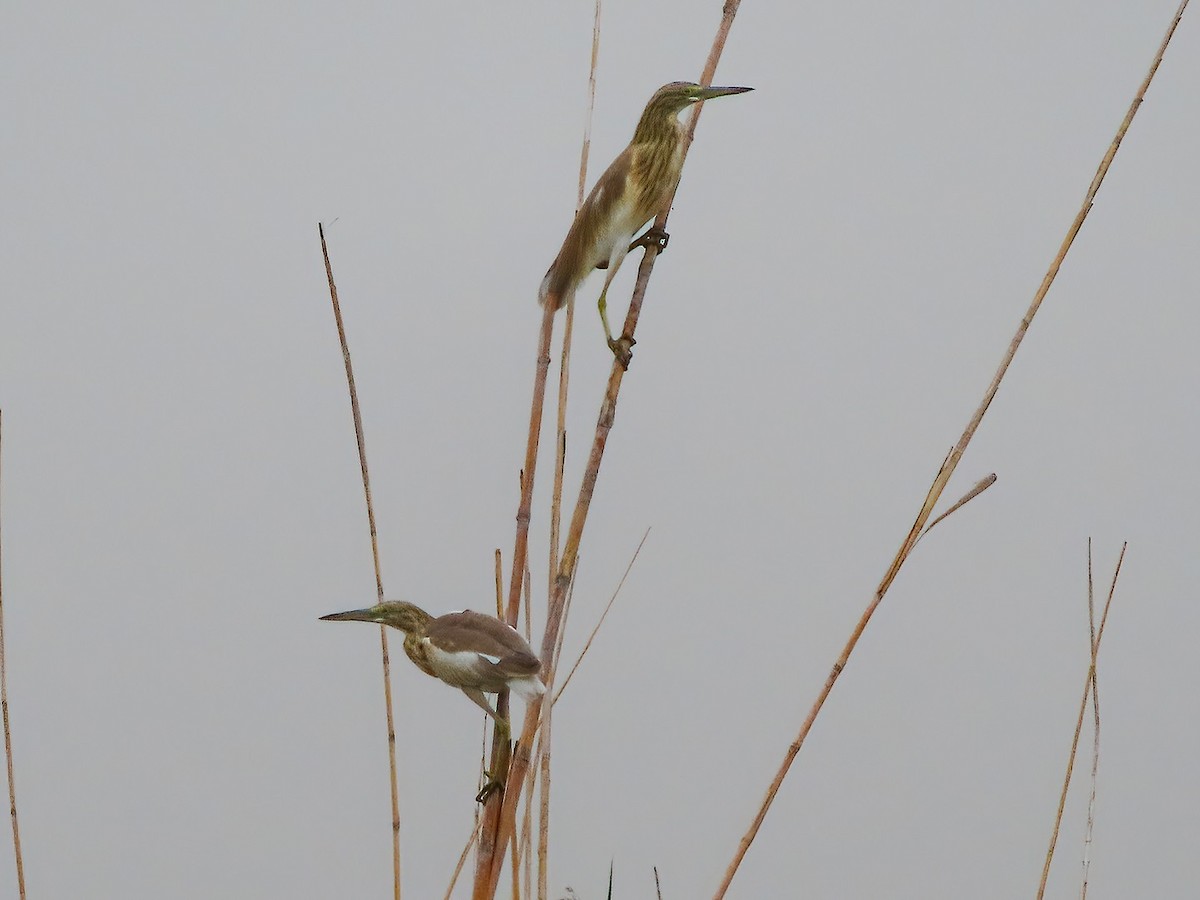 Squacco Heron - ML625696122